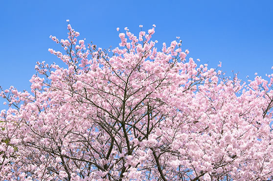 東京お花見ツアー