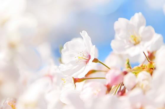 東京お花見ツアー