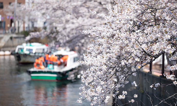 横浜 お花見
